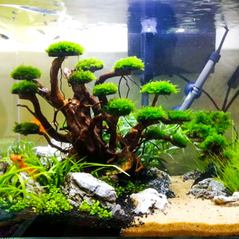 Planted Aquarium Media - Aquariumlandschap mosboom skelet afgewerkt drijfhout rhododendronwortel