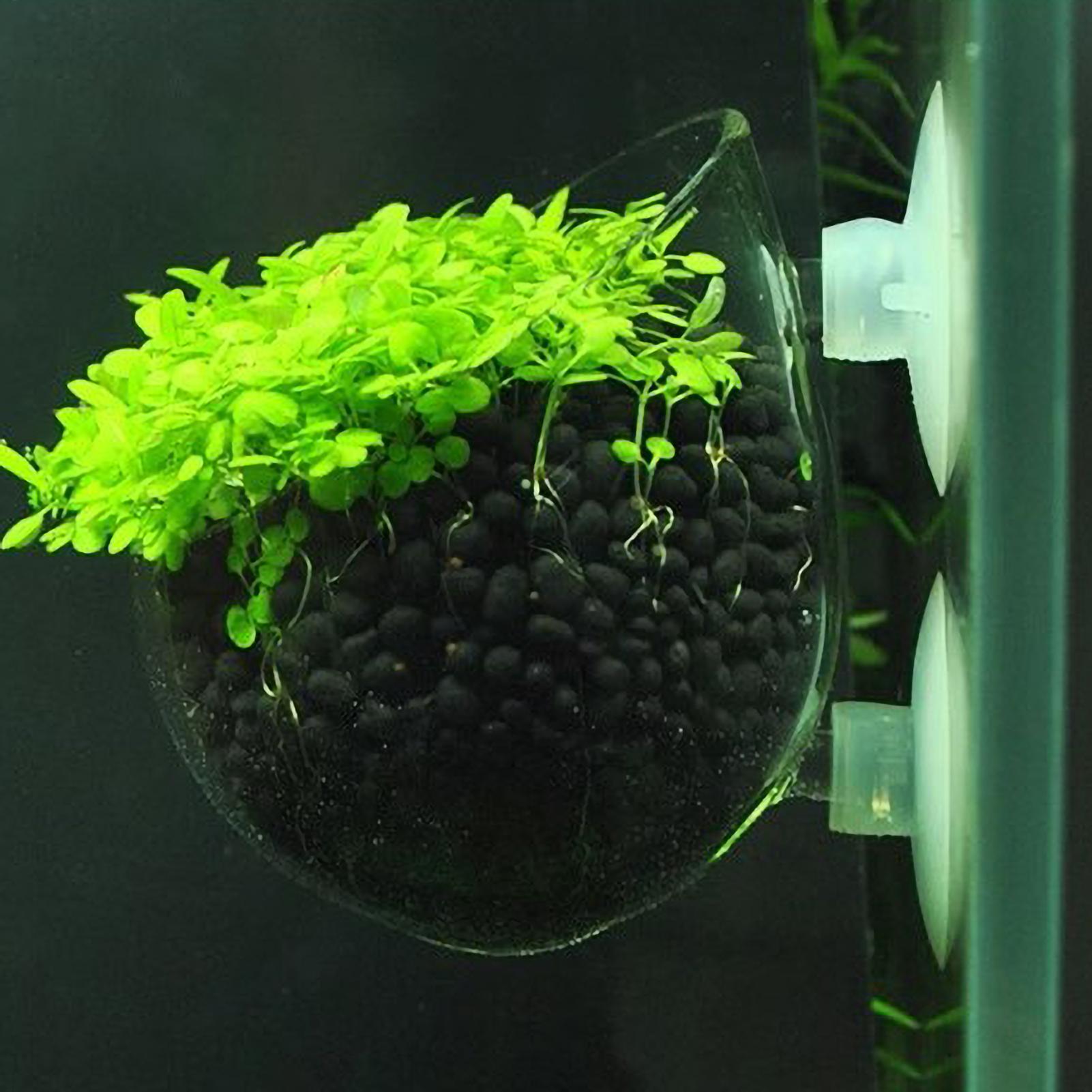 Aquariumplantenhouder Glazen A - Planted Aquarium Media recensie en prijs