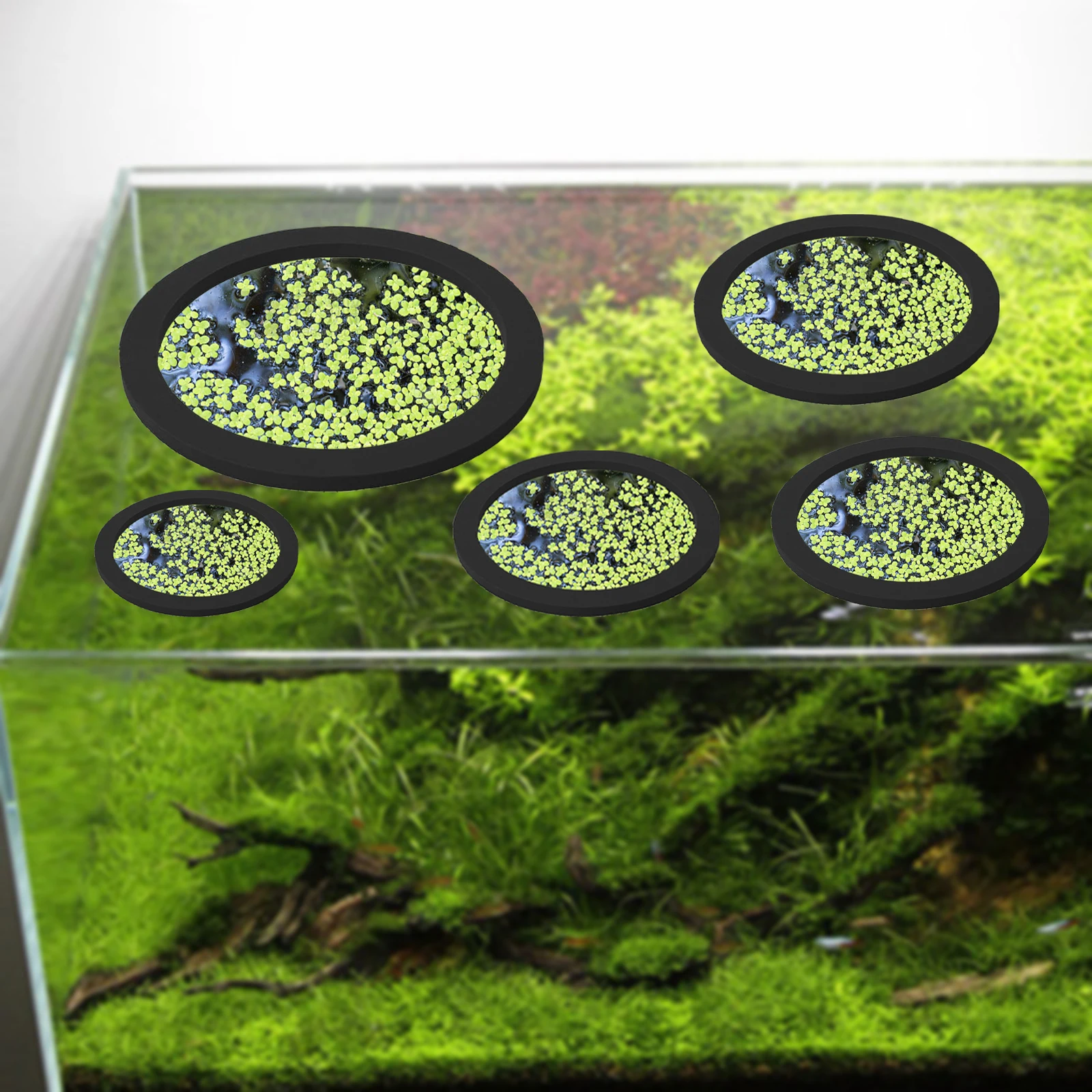 5 stks EVA Vis Voeden Ring Aqu - Aquarium Plant Delivery recensie en prijs